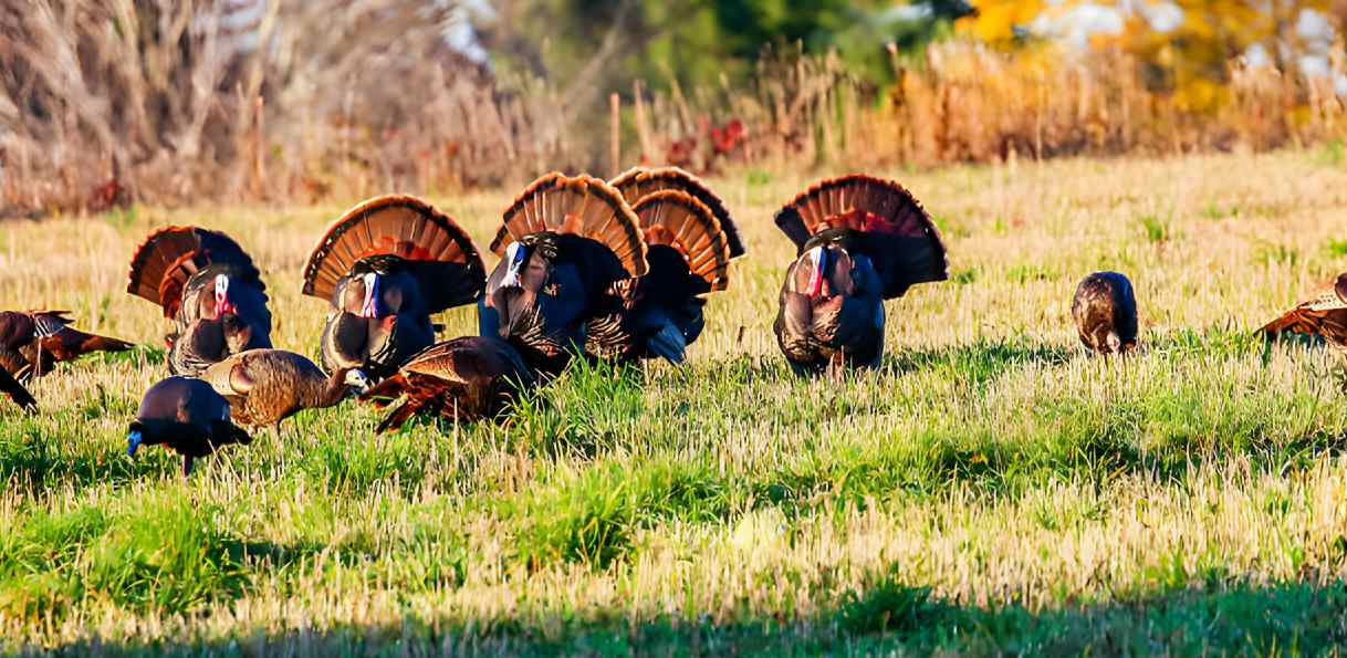 Turkey Hunting